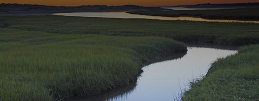 Image for lesson Bringing Wetlands to Market: A STEM Curriculum