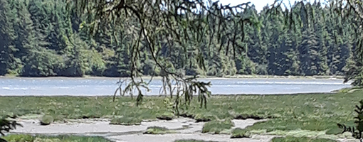 Image for lesson NOAA’s Estuary Tutorial