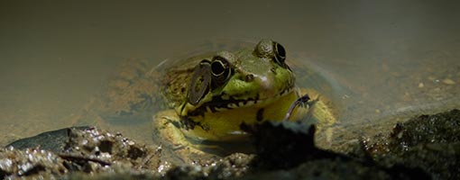 Image for lesson Survival in an Estuary