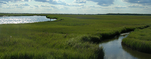 Image for lesson Test Your Estuary Wisdom