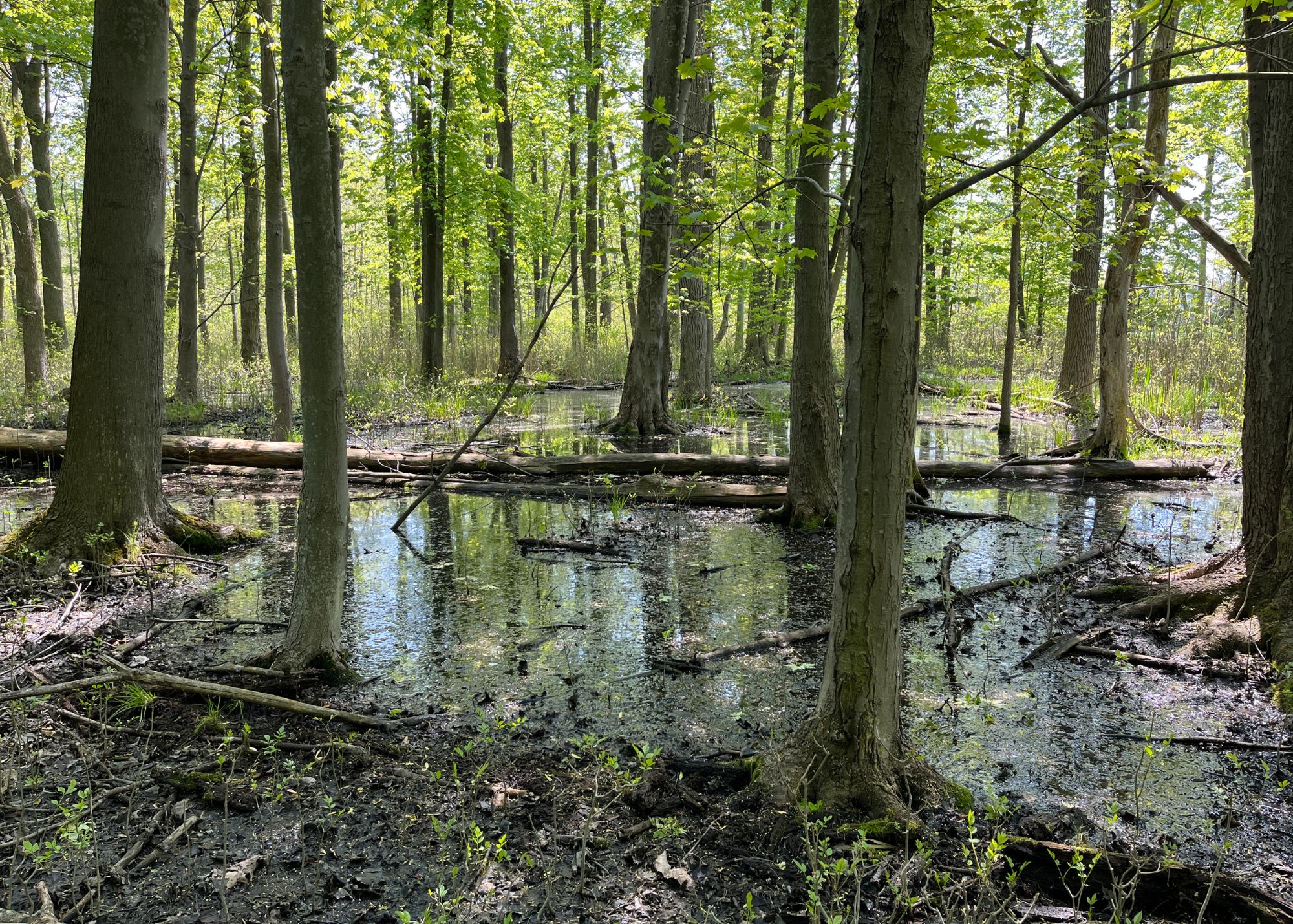 A wet, muddy area filled with trees.