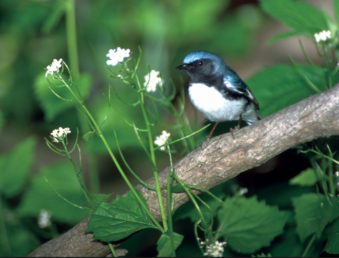 A white-breasted bird with blue and black markings perches on a branch.